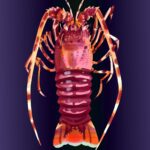 Olivier Morel Osechi CAC Meymac