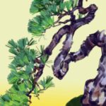 Olivier Morel Osechi CAC Meymac