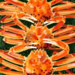 Olivier Morel Osechi CAC Meymac